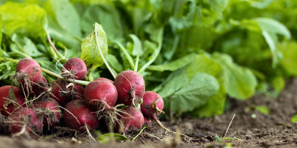 Radish